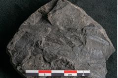 Foto (Detailansicht) von Taeniopteris pseudosimplex Ettingshausen (NHMW-GEO-2024-0188-10295)